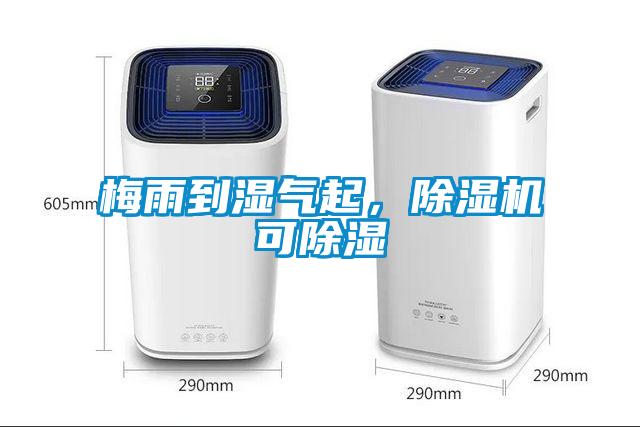 梅雨到濕氣起，除濕機可除濕