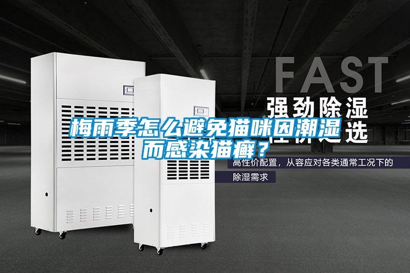 梅雨季怎么避免貓咪因潮濕而感染貓癬？
