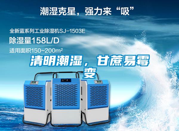 清明潮濕，甘蔗易霉變