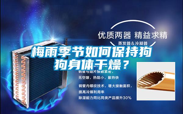 梅雨季節(jié)如何保持狗狗身體干燥？
