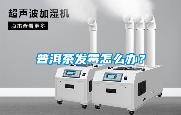 普洱茶發霉怎么辦？