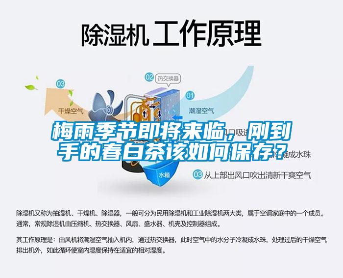 梅雨季節(jié)即將來(lái)臨，剛到手的春白茶該如何保存？