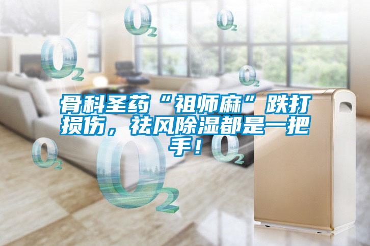 骨科圣藥“祖師麻”跌打損傷，祛風(fēng)除濕都是一把手！